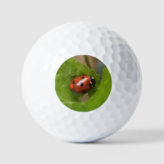 Balles De Golf Coccinelle sur fleurs de violettes odorantes (Recto)