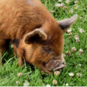 BALLES DE GOLF COUPER