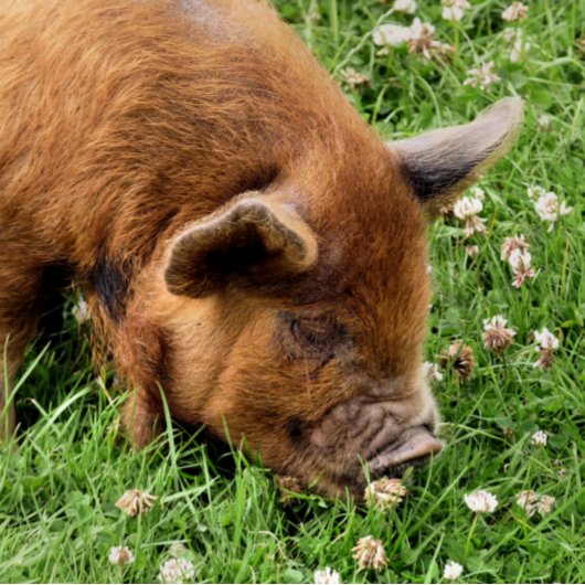 BALLES DE GOLF COUPER