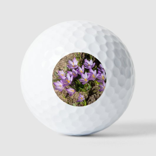 Balles De Golf Crocus de printemps mignons (Recto)