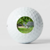 Balles De Golf Fox Terrier Funny Scare Face (Recto)