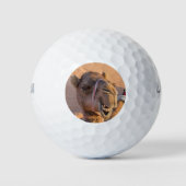 Balles De Golf Funny Camel Classic (Devant)