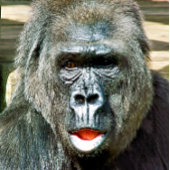 BALLES DE GOLF GORILLA FRAÎCHE