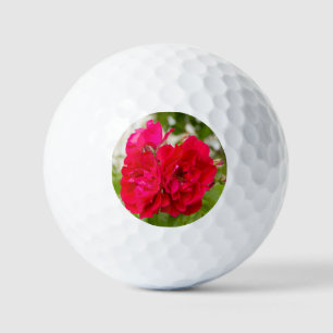 Balles De Golf Grandes roses rouges dans le jardin