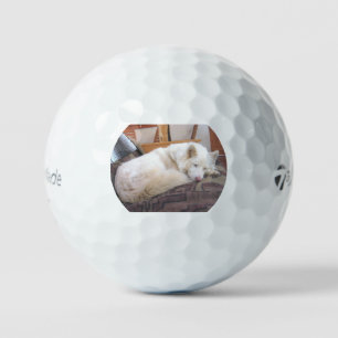 Balles De Golf husky sibérien blanc endormi