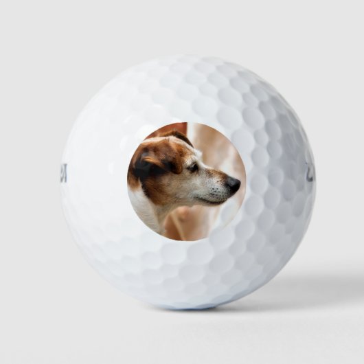 BALLES DE GOLF JACK RUSSELL TERRIER CHIEN (Devant)