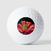 Balles De Golf Katydid sur Zinnia (Recto)
