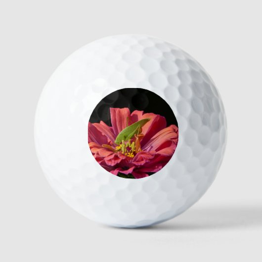 Balles De Golf Katydid sur Zinnia (Recto)