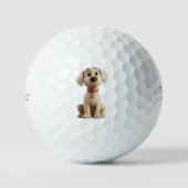 Balles de golf Labrador (Recto)