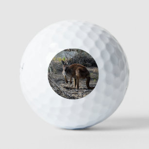 Balles De Golf Moment tranquille : Kangaroo australien à Billabon