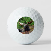 Balles De Golf Oie (Recto)