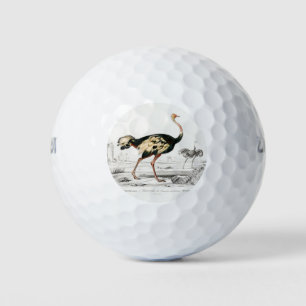 Balles De Golf Ostrich Struthio Flightless Illustration