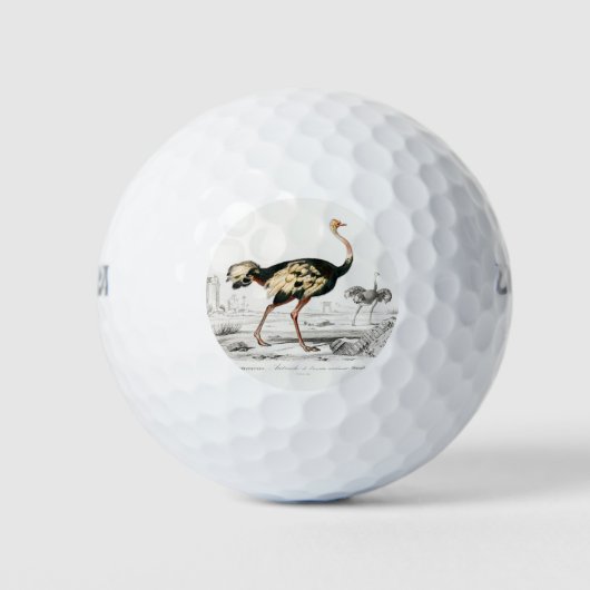 Balles De Golf Ostrich Struthio Flightless Illustration (Devant)