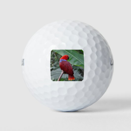Balles De Golf Perroquet rouge éclectique (Devant)