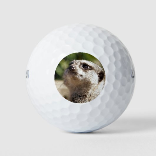 BALLES DE GOLF PETIT MEERKAT (Devant)
