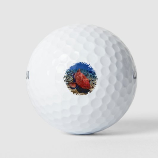 Balles De Golf Poisson De Groupement Sur Corail (Devant)