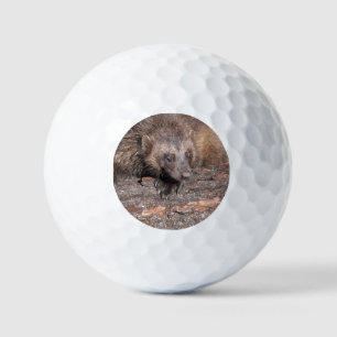 Balles De Golf Rencontre rapprochée avec un carcajou