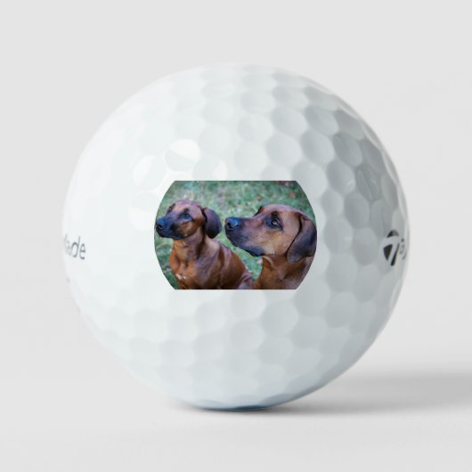 Balles De Golf rhodesian-ridgeback-group (Recto)