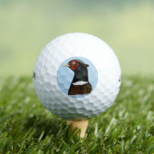 Balles De Golf Ringneck Pheasant Head (T-shirt Insitu)