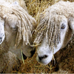 BALLES DE GOLF SHEEP