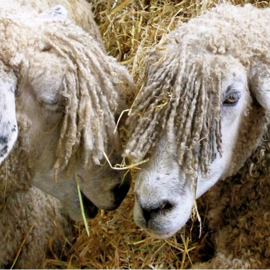 BALLES DE GOLF SHEEP