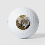 BALLES DE GOLF SHEEP (Devant)