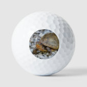 Balles De Golf Tortue (Recto)