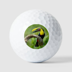 Balles De Golf Toucan assis sur la branche dans la forêt