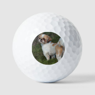 Balles De Golf Tzu shih cutest