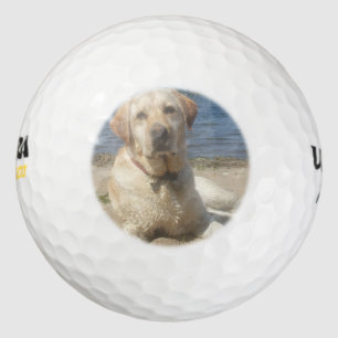 Balles De Golf Yellow Labrador Retriever