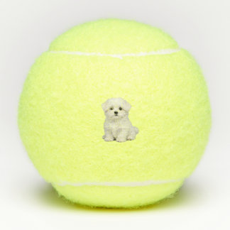 Balles De Tennis Portrait de chiot maltais blanc et duveteux Amateu