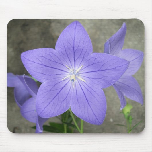 Ballon Flower Mousepad Muismat (Voorkant)