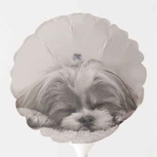 Ballon Gonflable Shih tzu Sleeping Dog, Ajouter votre photo