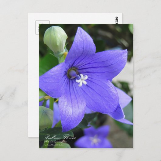 Ballonventilator:Briefkaart Briefkaart (Voorkant / Achterkant)