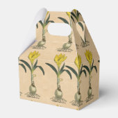 Ballotins Amaryllis Tulip Jardin Botanique Fleur (Arrière)