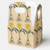 Ballotins Amaryllis Tulip Jardin Botanique Fleur (Ouvert)