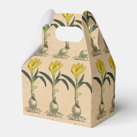 Ballotins Amaryllis Tulip Jardin Botanique Fleur (Verso)