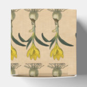 Ballotins Amaryllis Tulip Jardin Botanique Fleur (Haut)