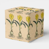 Ballotins Amaryllis Tulip Jardin Botanique Fleur (Arrière)