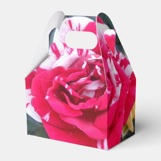 Ballotins Anicia (Verso)