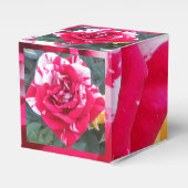 Ballotins Anicia (Verso)