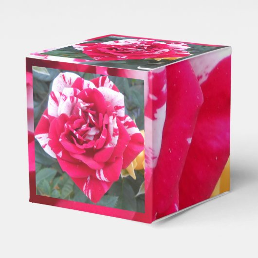 Ballotins Anicia (Verso)