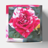 Ballotins Anicia (Haut)