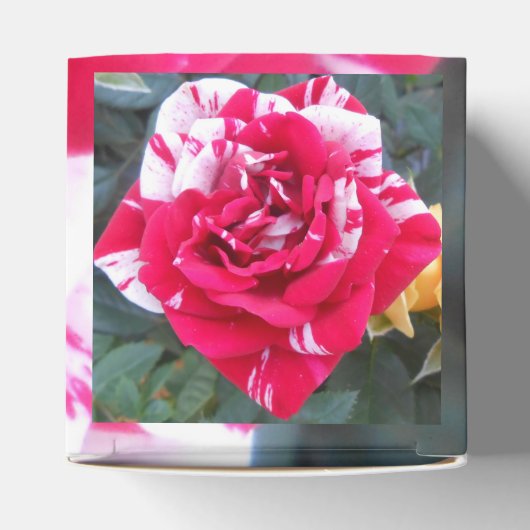 Ballotins Anicia (Haut)