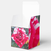 Ballotins Anicia (Ouvert)