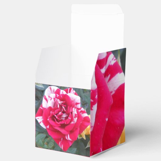 Ballotins Anicia (Ouvert)