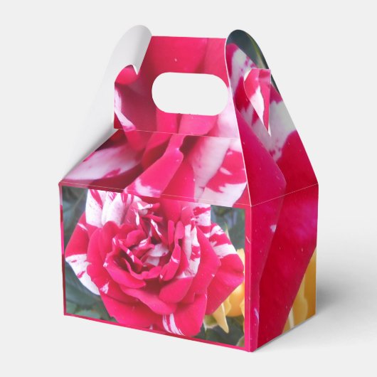 Ballotins Anicia (Verso)