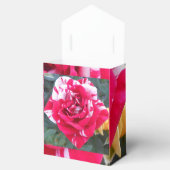 Ballotins Anicia (Ouvert)