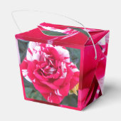 Ballotins Anicia (Arrière)