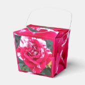 Ballotins Anicia (Verso)